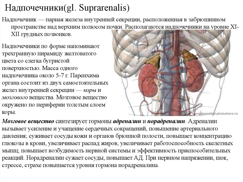 Надпочечники(gl. Suprarenalis)