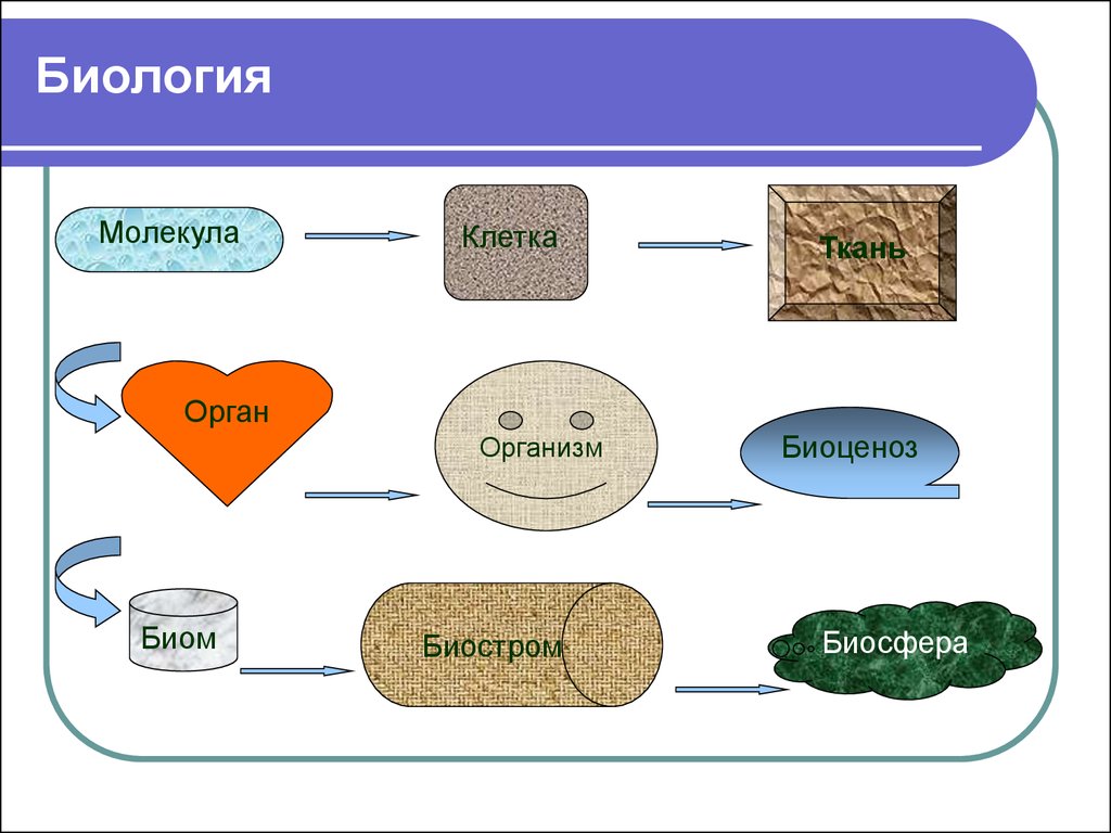 Клетка ткань орган организм. Иерархия биосферы. Биосфера и биомы. Биосферы биом биоценоз. Иерархия живого в биосфере..