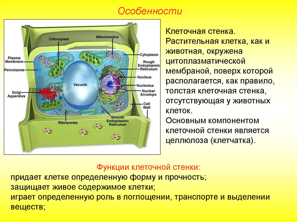 Клеточная стенка клетки особенности строения. Особенности строения клеточной стенки клетки. Растительная клетка оболочка, мембрана и клеточная стенка. Целлюлозная клеточная стенка растительной клетки. Клеточная стенка окружена клеточной мембраной.
