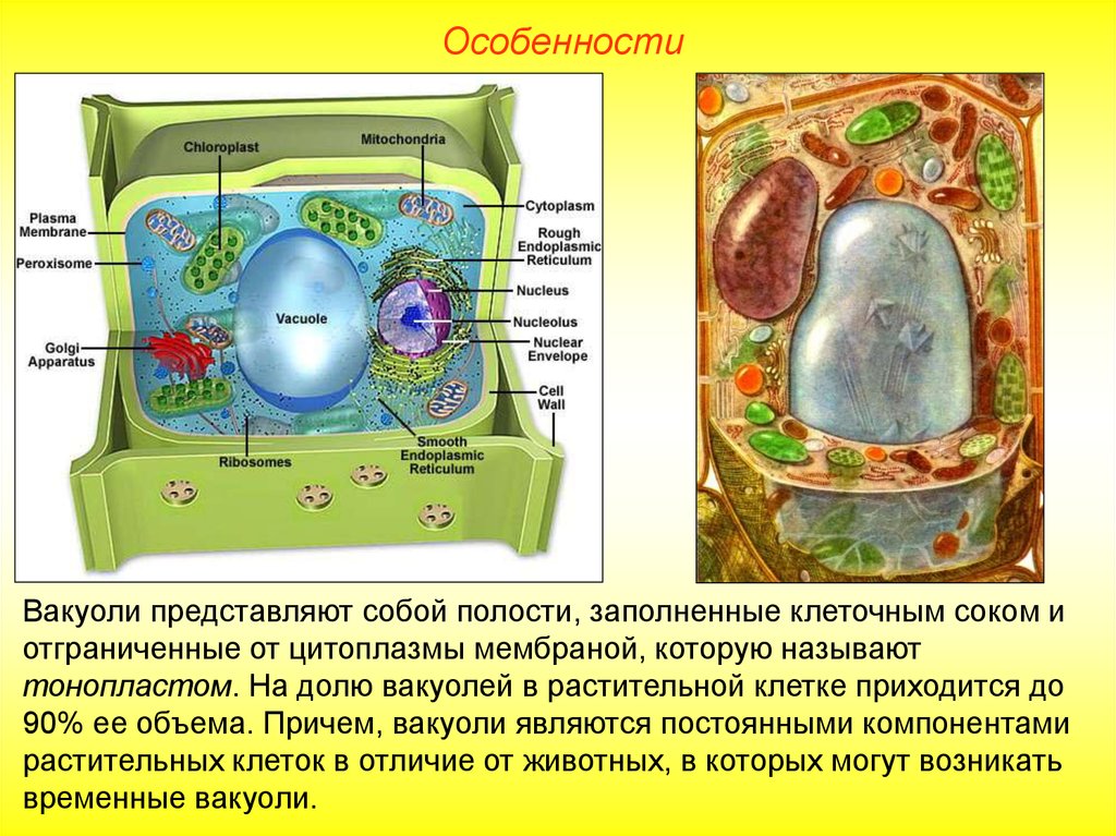 Вакуоль деление клеток. Строение растительной вакуоли. Структура клетки растения вакуоль. Строение вакуоли растений. Особенности строения вакуоли растительной клетки.