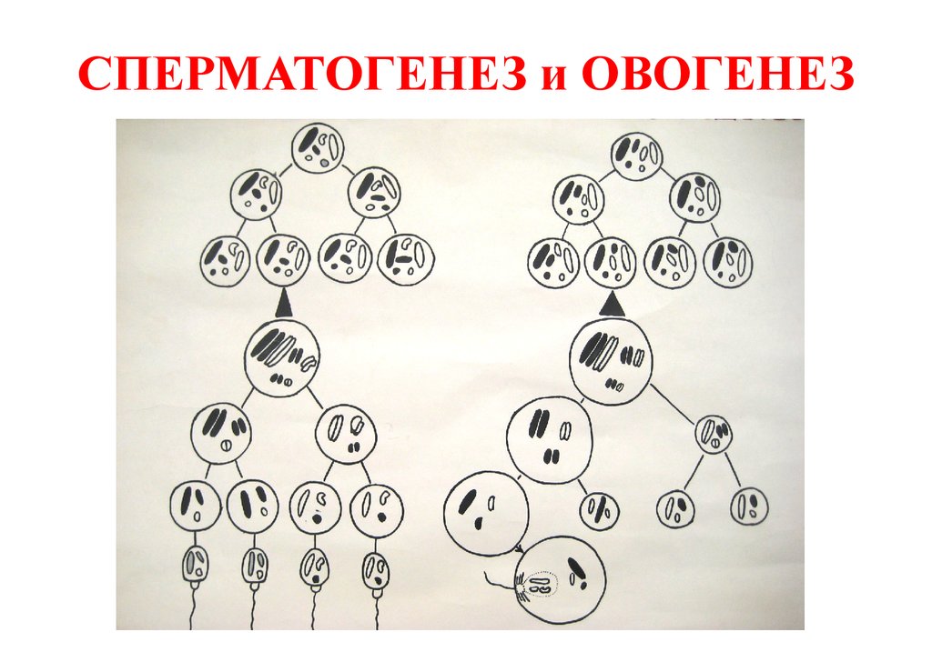 Сперматогенез и овогенез презентация