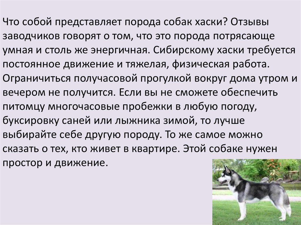 Характеристика собаки. Рассказы про хасок. Рассказ о собаке хаски. Сообщение про собаку хаски. Доклад про собаку хаски.