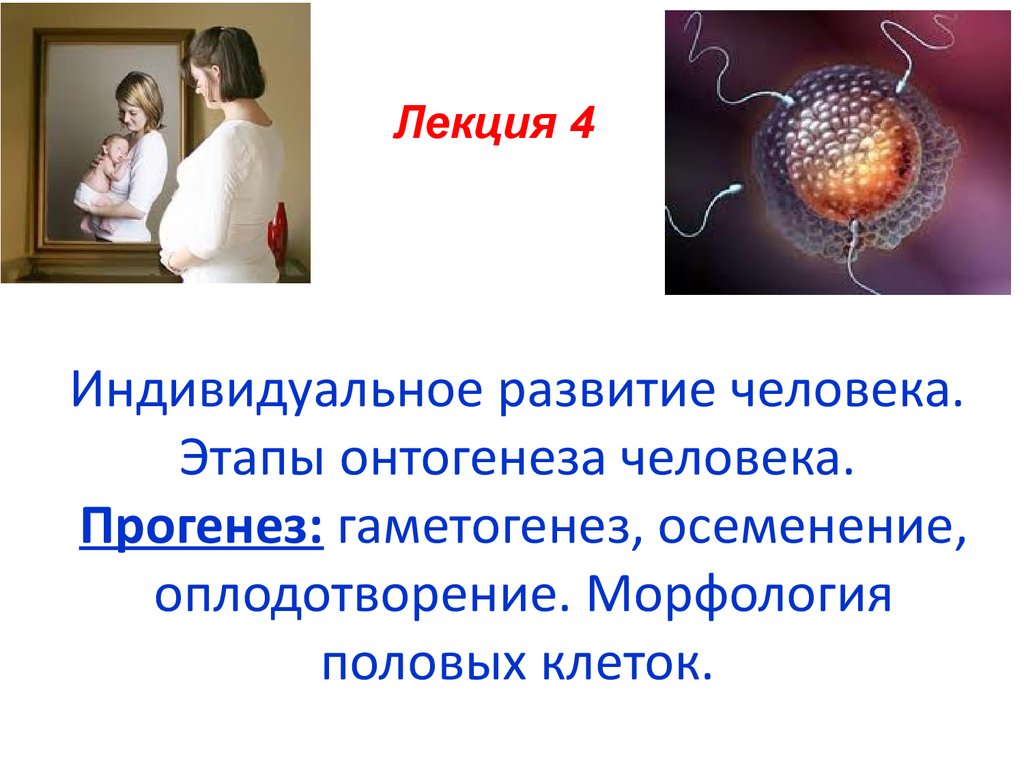 Прогенез и гаметогенез. Оплодотворение у человека. Оплодотворение у человека презентация. Прогенез этапы.