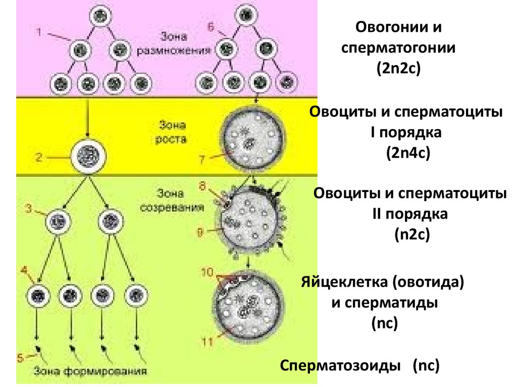 Клетку называют сперматоцитов ii порядка. Овогенез размножение рост созревание. Сперматогенез зона созревания. Фаза размножения овогенеза. Зона размножения овогенеза.