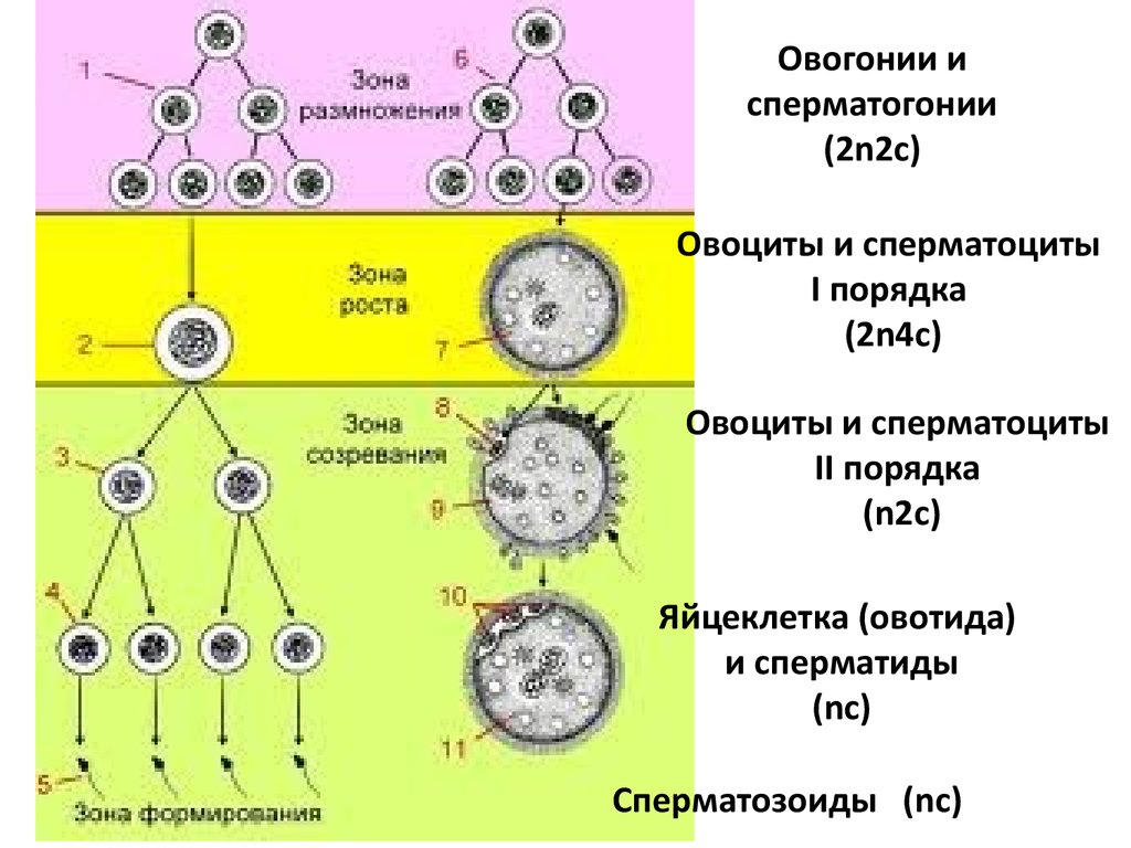 Стадии овогенеза рисунок