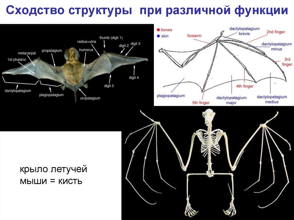 Сходные по строению функциям и происхождению. Крылья летучей мыши функции. Строение крыла летучей мыши. Эволюция крыла рукокрылых. Крыло летучей мыши строение.