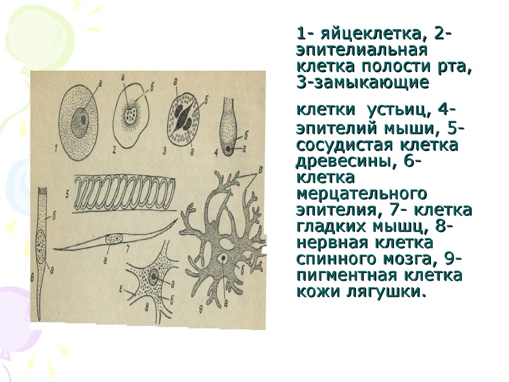 Клеточная полость. Эпителиальные клетки. Эпителиальная клетка рисунок. Строение эпителиальной клетки полости рта. Строение клетки эпителиальные клетки полости рта.