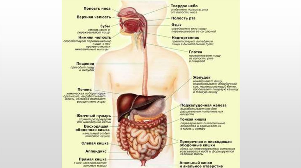 Таблица пищеварения человека. Особенности пищеварительной системы человека. Пищеварительная система плакат. Олигомеризация пищеварительной системы. Плакат пищеварительная система человека.