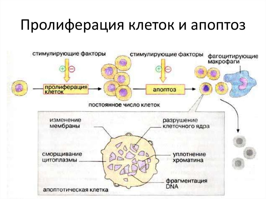 Воспаление с реактивными изменениями клеток. Пролиферация эпидермальных клеток. Пролиферация гладкомышечных клеток сосудов. Клеточный цикл раковой клетки. Пролиферация бокаловидных клеток.