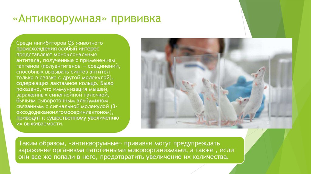 «Антикворумная» прививка