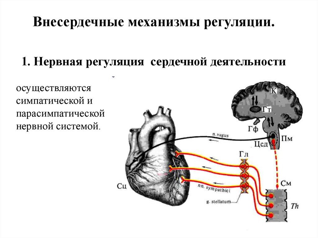 Парасимпатическая иннервация сердца. Схема нервно-рефлекторной регуляции деятельности сердца. Схема механизмы регуляции деятельности сердца. Симпатическая и парасимпатическая иннервация сердца. Нервные центры регуляции сердечной деятельности.