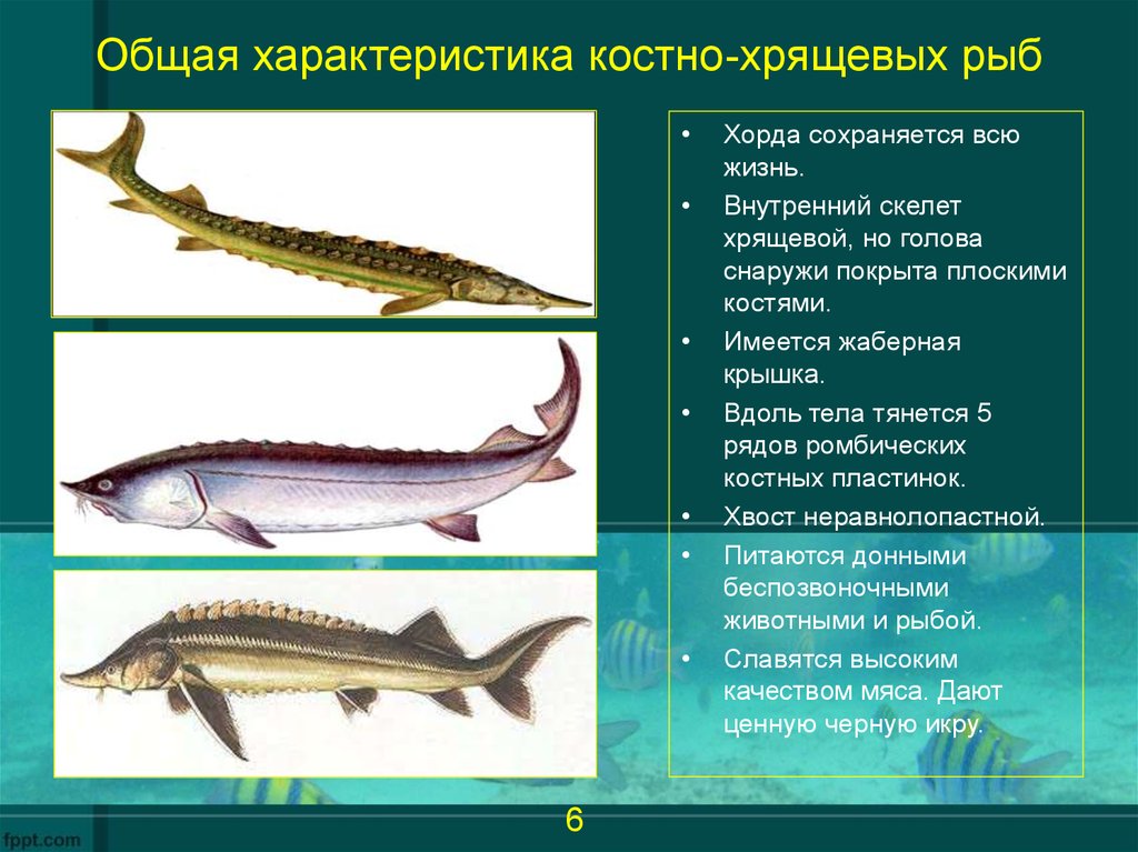 Особенности класса хрящевые рыбы