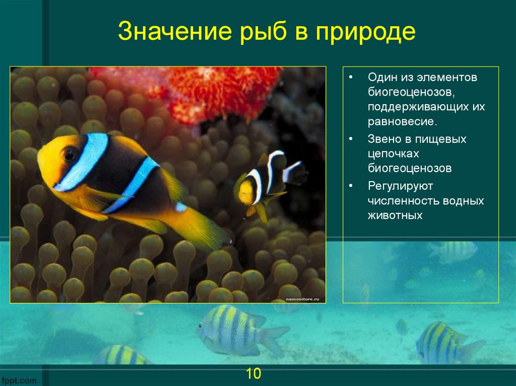 Какая биология изучает рыб. Рыбы в жизни человека. Роль рыб в природе. Рыбы в природе и жизни человека. Значение рыб.