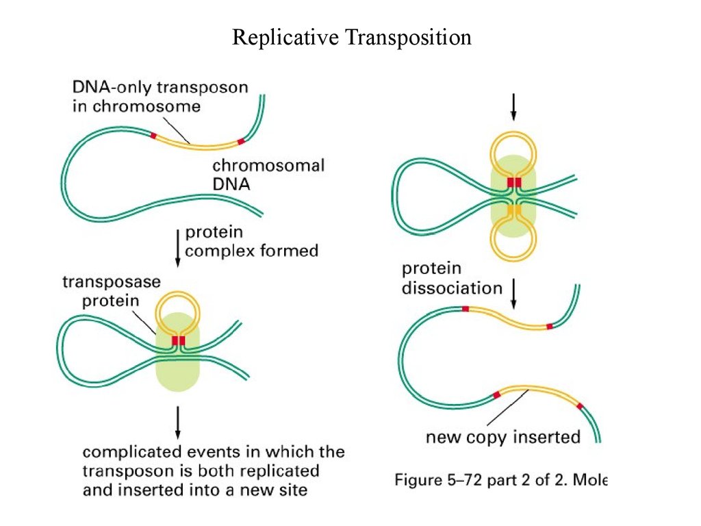 Transpositional site-specific recombination - online presentation