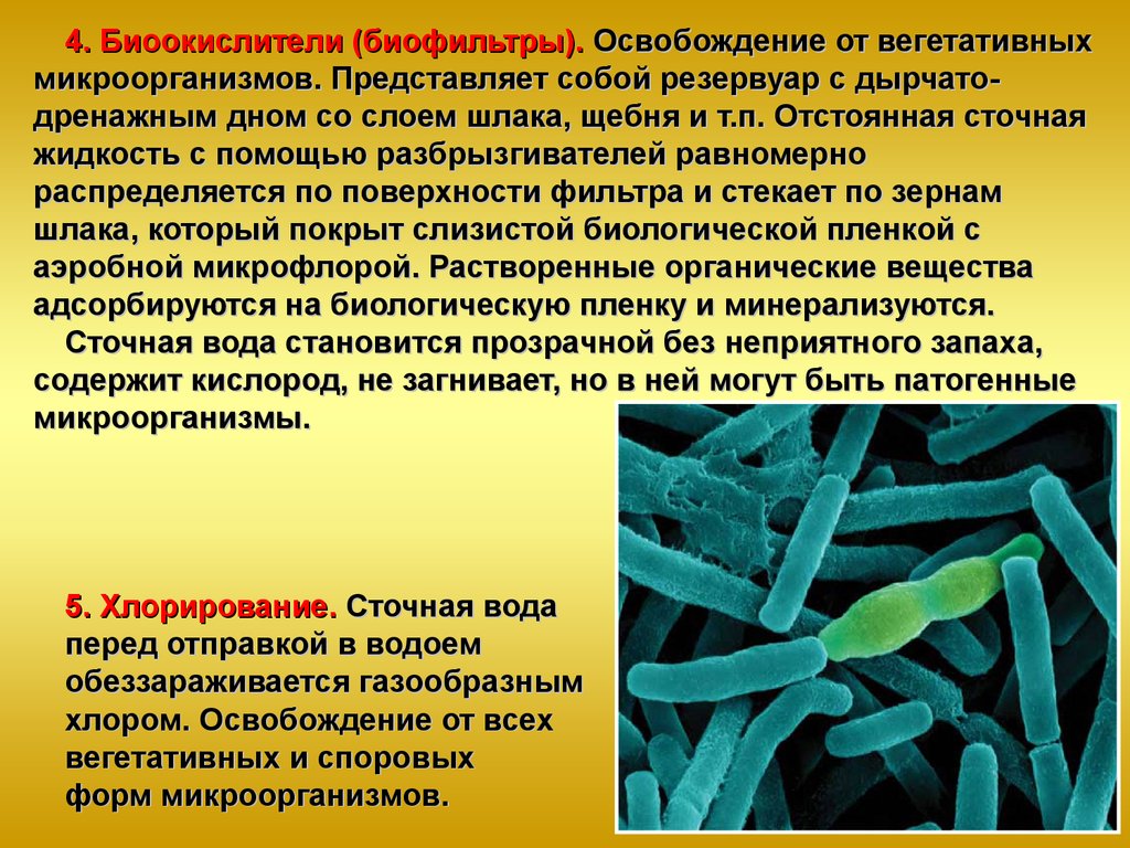 Вегетативные и споровые формы