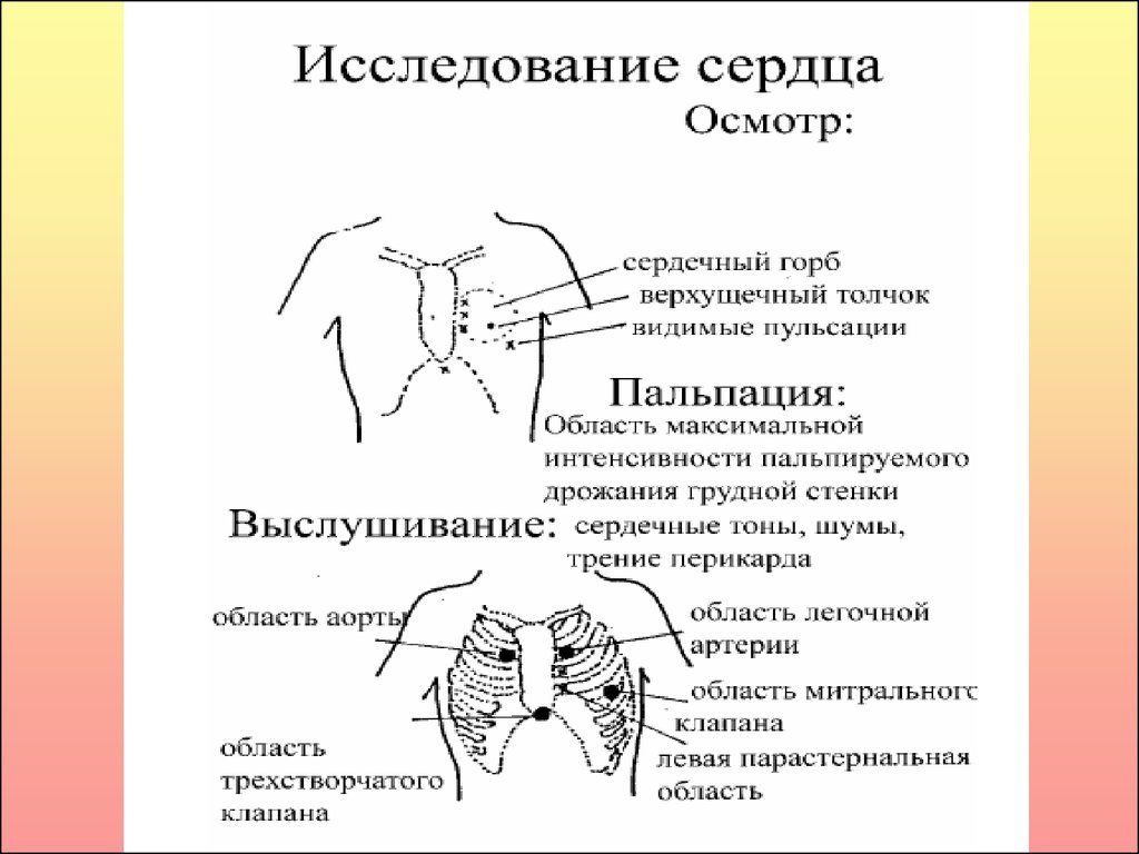 Наличие сердца. Сердечный горб грудная клетка. Осмотр области сердца (сердечный горб, верхушечный толчок). Левосторонний сердечный горб. Сердечный гор.