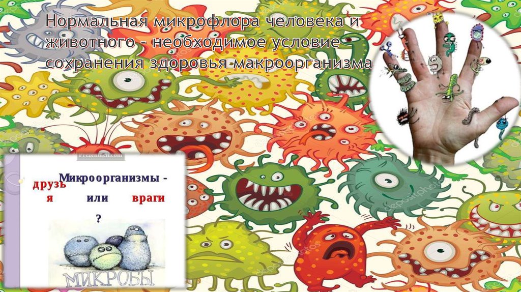 Нормальная микрофлора человека и животного – необходимое условие сохранения здоровья макроорганизма.