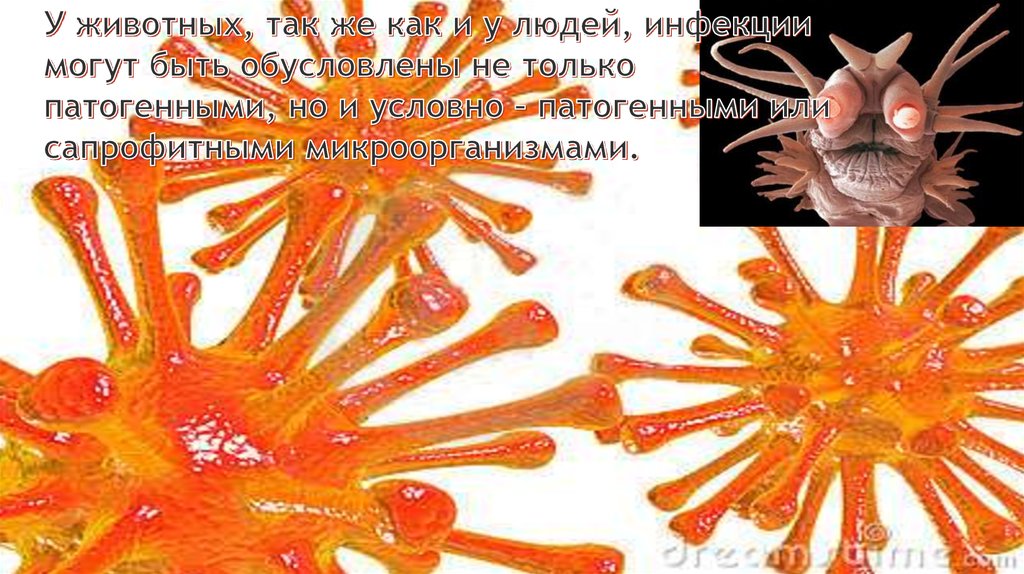 У животных, так же как и у людей, инфекции могут быть обусловлены не только патогенными, но и условно – патогенными или сапрофитными микроо