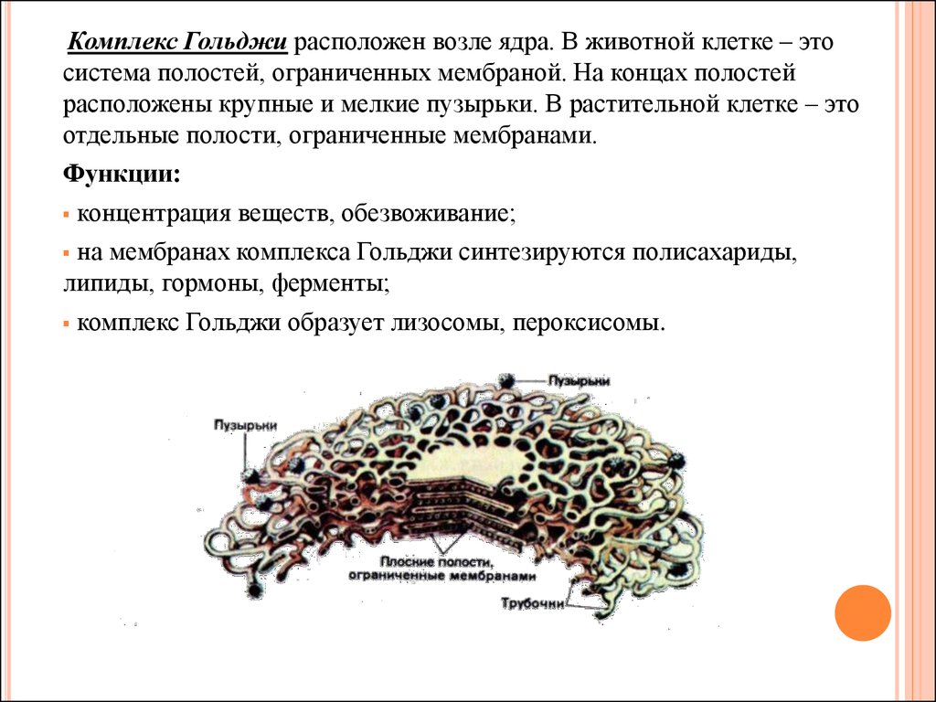 Расположен вблизи ядра. Комплекс Гольджи в растительной клетке. Строение комплекса Гольджи растительной клетки. Функции аппарата Гольджи в растительной клетке. Функции комплекса Гольджи в растительной клетке.