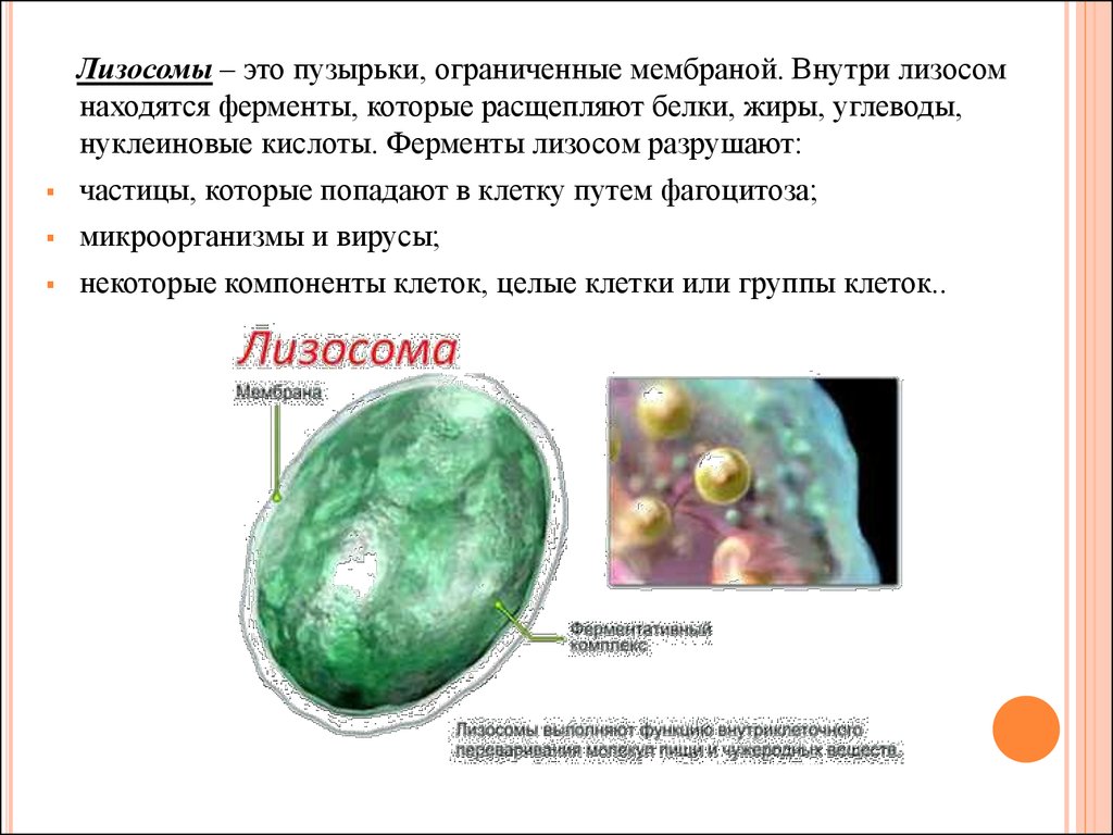 Образование ферментов лизосом