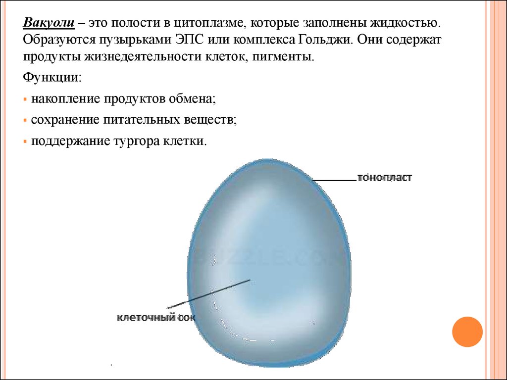 Рисунок вакуоля. Вакуоли строение рисунок. Вакуоль строение и функции. Схема вакуолей. Вакуоль растительной клетки схема.