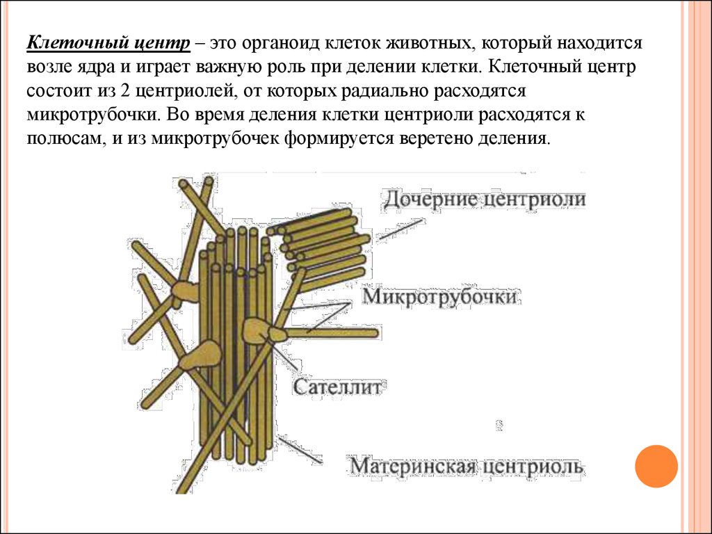 Функции клеточного центра. Строение клетки клеточный центр в клетке. Клеточные органоиды клеточный центр. Клеточный центр строение. Строение клеточного центра биология.