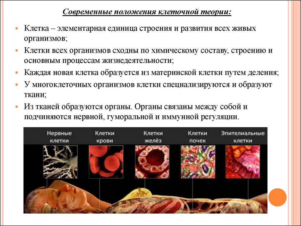 Элементарная структурная единица живого. Клетка элементарная единица живого организма. Клетка как элементарная единица организации живого. Клетка – элементарная единица строения и развития живого организма. Структурная единица живой материи.