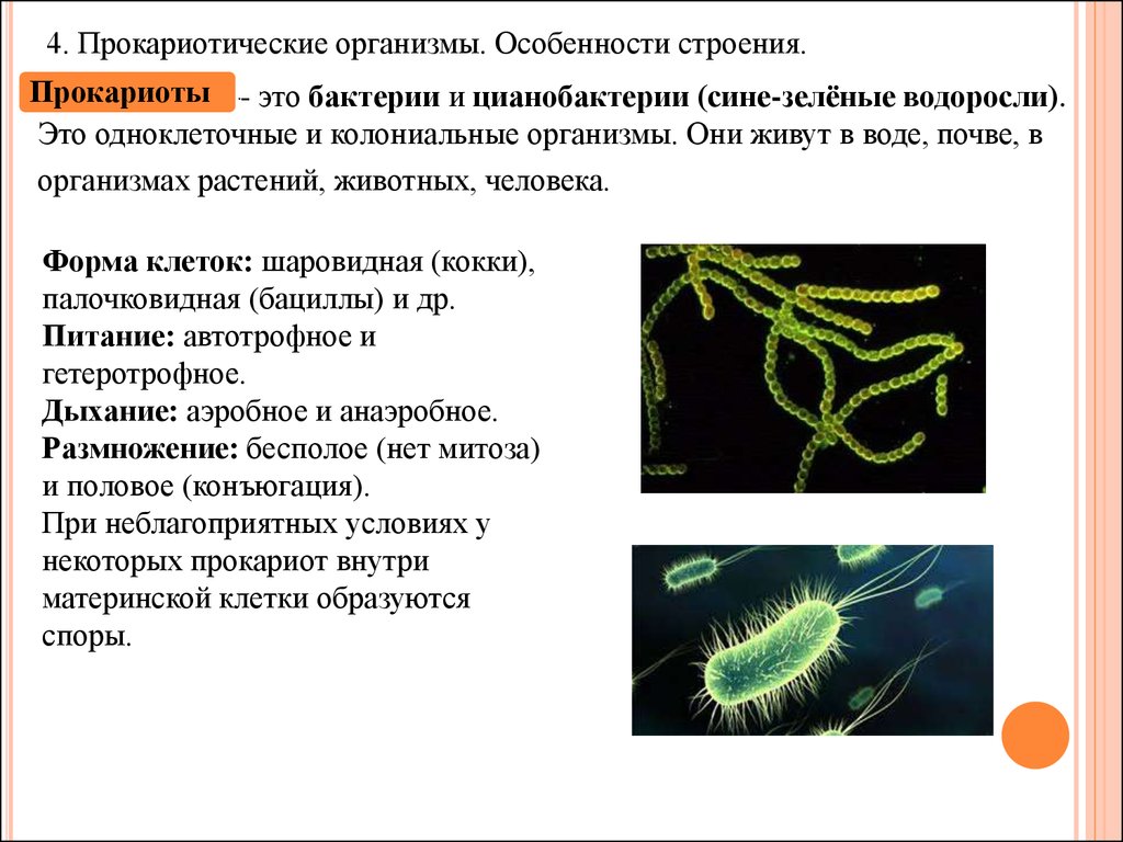 Бактерии прокариоты 5 класс. Сине зеленые бактерии Ци. Одноклеточный микроорганизм прокариоты. Строение бактерии прокариот. Бактерии цианобактерии строение.