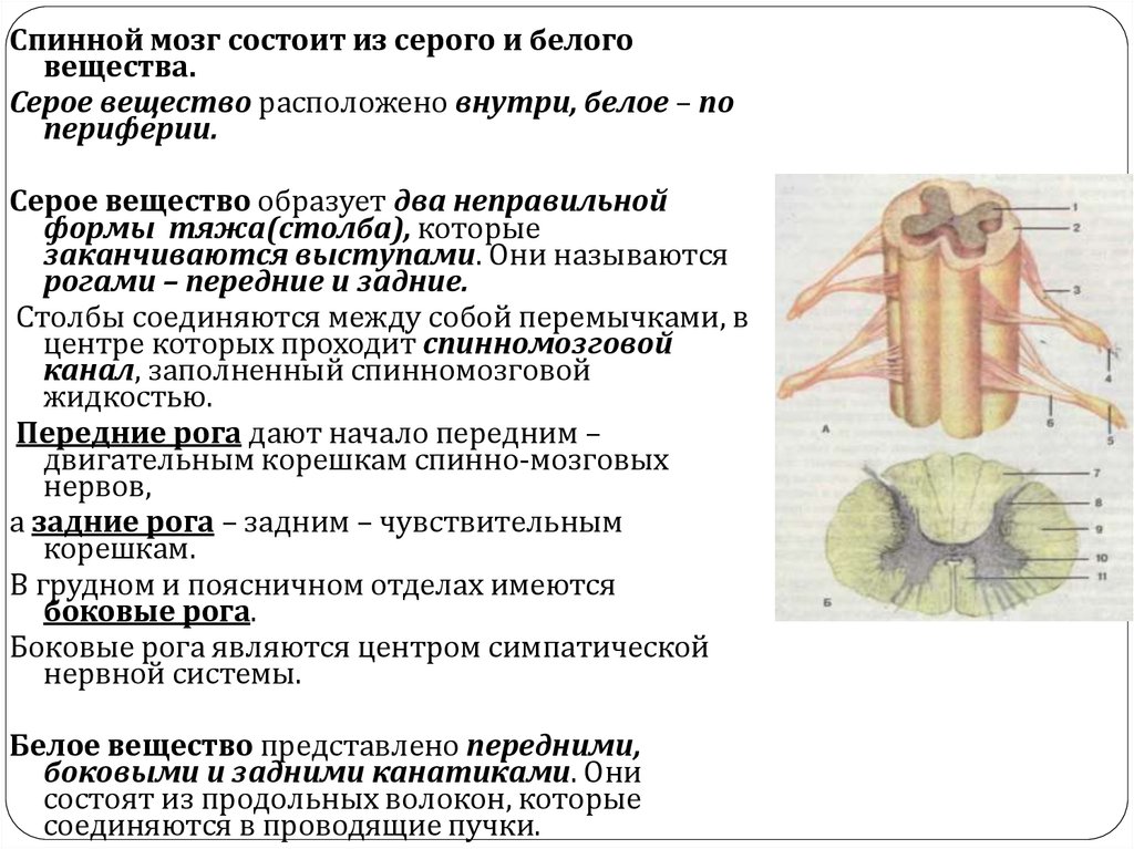 Задние рога образованы