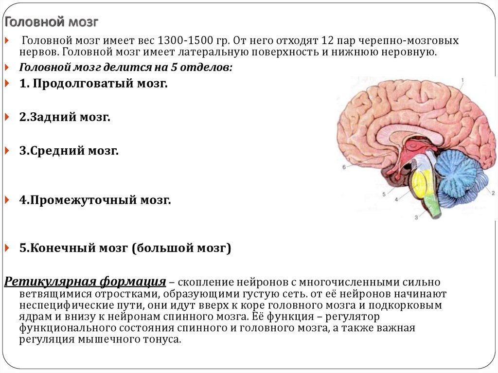 Нервные центры и отделы головного мозга