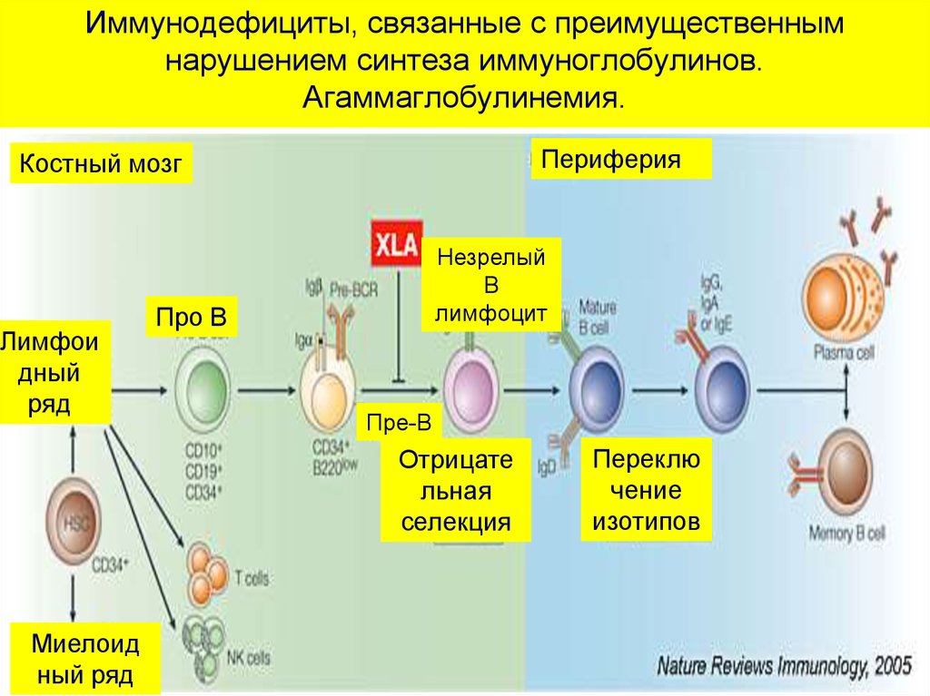 Болезнь брутона презентация