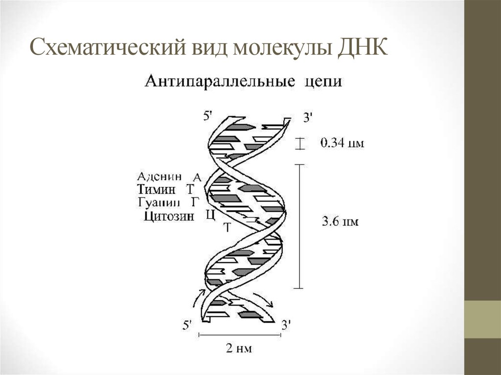 Схема строения молекулы днк