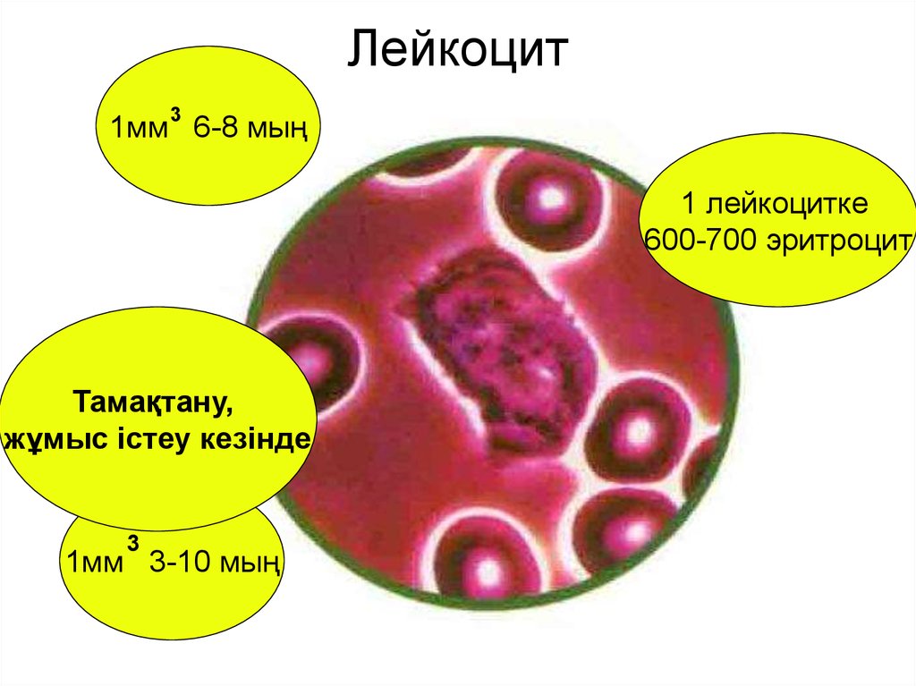 Лейкоцитов в 1 мм. Лейкоциты это. Лейкоциттер түзіледі. Лейкоцит 1196. Лейкоциты деген эмне.