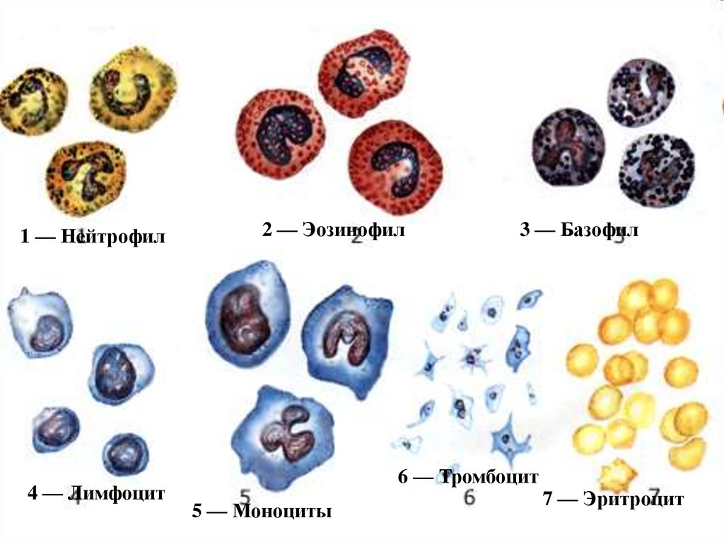 Эозинофилы моноциты тромбоциты