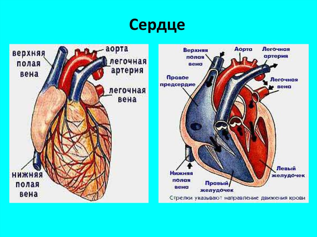 Сердце человека состоит из. Строение сердечной системы человека. Строение сердечно сосудистой системы. Сердце строение топография анатомия. Сердце сердечно сосудистая система анатомия.