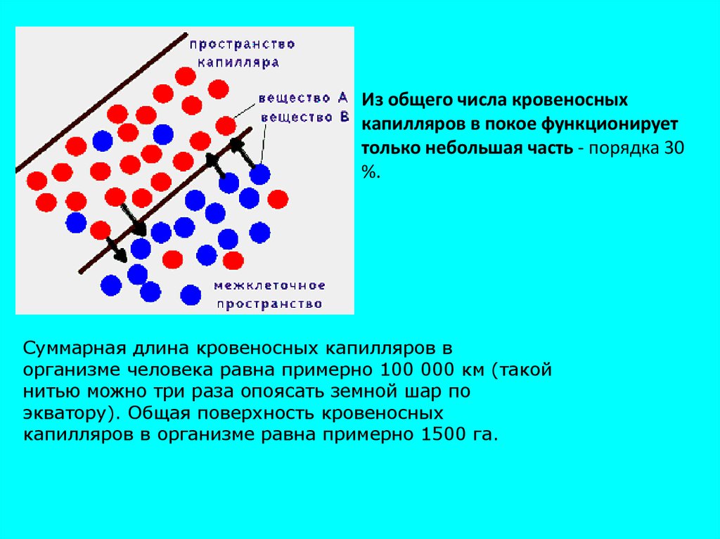 Порядка 30. Общее количество и количество функционирующих капилляров. Количество кровеносных капилляров. Количество капилляров в теле человека. Капиллярное число.