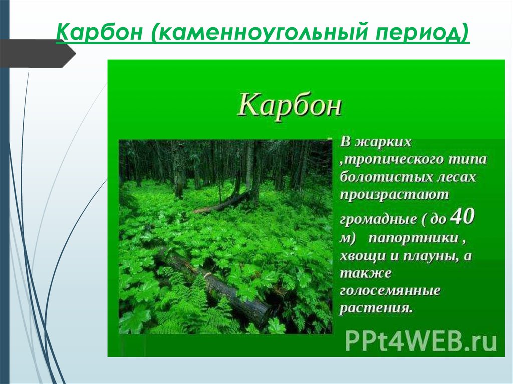 Карбон условия. Карбон период. Карбон растения и животные. Карбон растительный мир. Карбон период презентация.