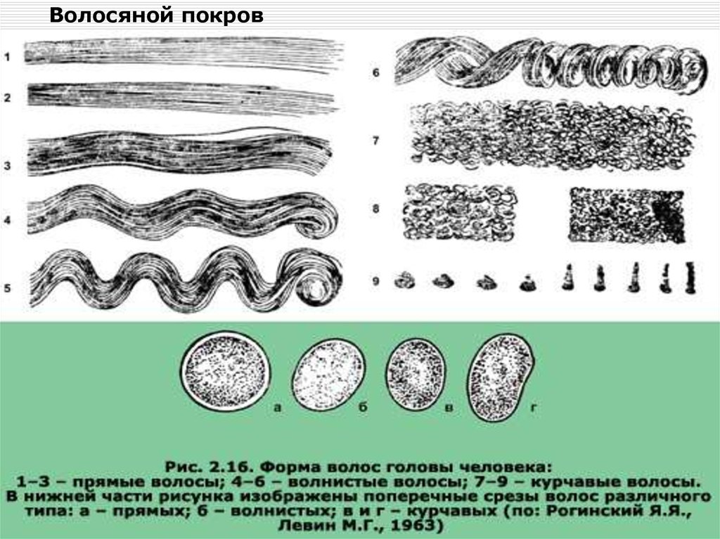 Что влияет на волосяной покров человека