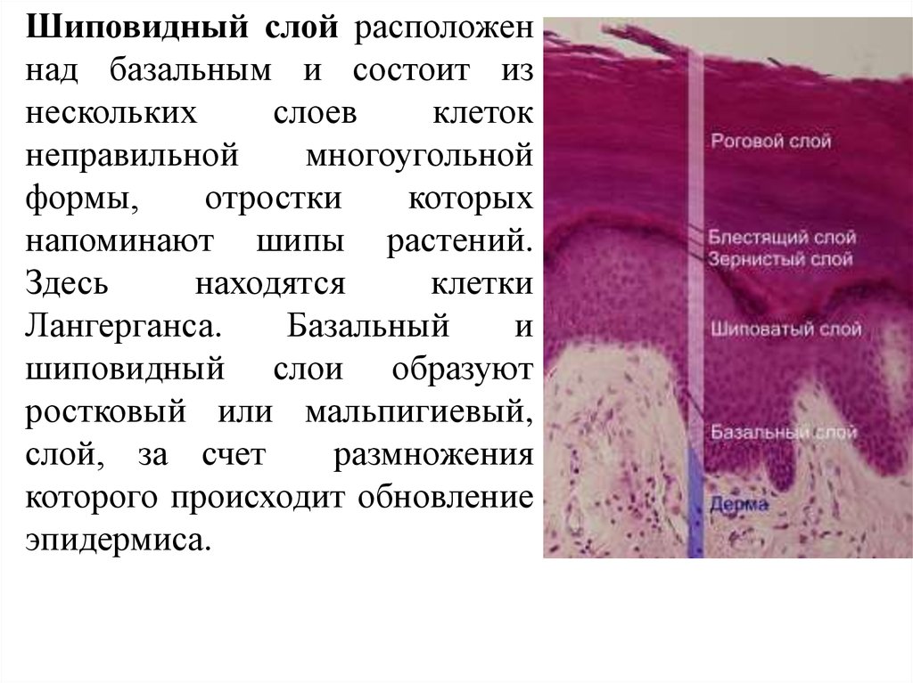 Расположен над. Шиповатый слой эпидермиса кожи. Базальный и шиповатый слой. Шиповатый слой строение. Клетки шиповидного слоя.