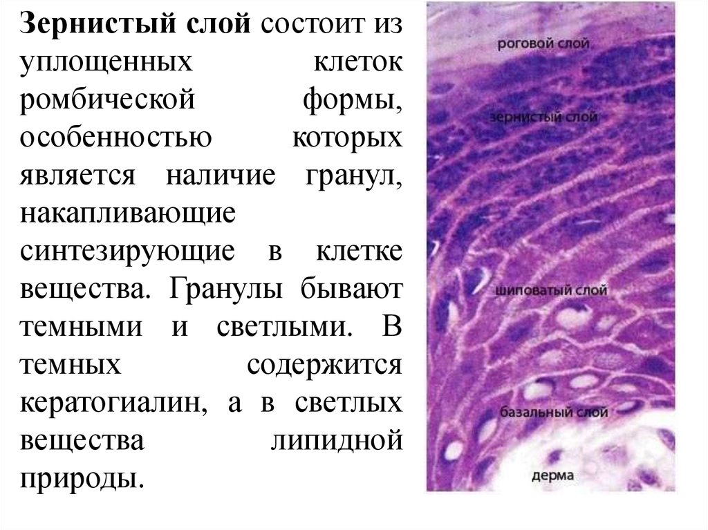 Слоев состоит. Зернистый слой. Зернистый слой эпидермиса. Клетки зернистого слоя эпидермиса. Зернистый слой состоит из.