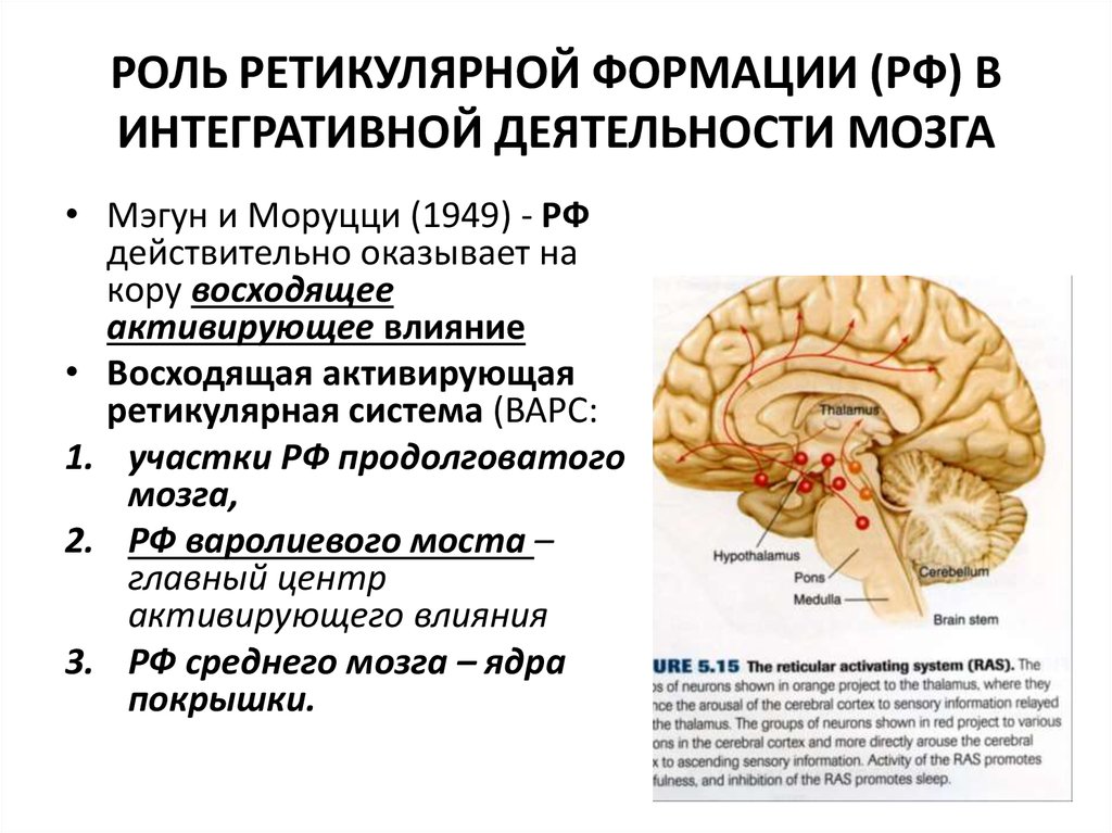 Ретикулярный мозг. Ретикулярная формация в ВНС. Синдромы поражения ретикулярной формации. Ретикулярная формация неврология. Ретикулярная формация головного мозга функции.