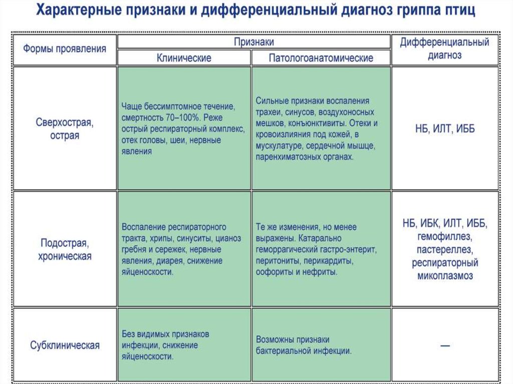 Птичий и свиной грипп презентация