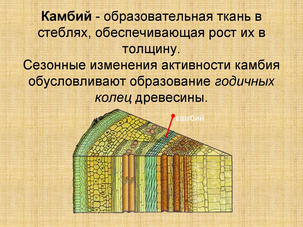 Рассмотри рисунок расположи слои стебля по предложенным номерам и назови из каких тканей они состоят