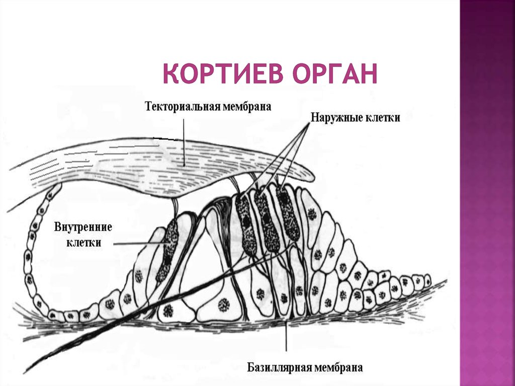 Клетки волосков улитки. Кортиев орган покровная мембрана. Схема строения Кортиева органа. Строение внутреннего уха Кортиев орган. Внутреннее ухо Кортиев орган.