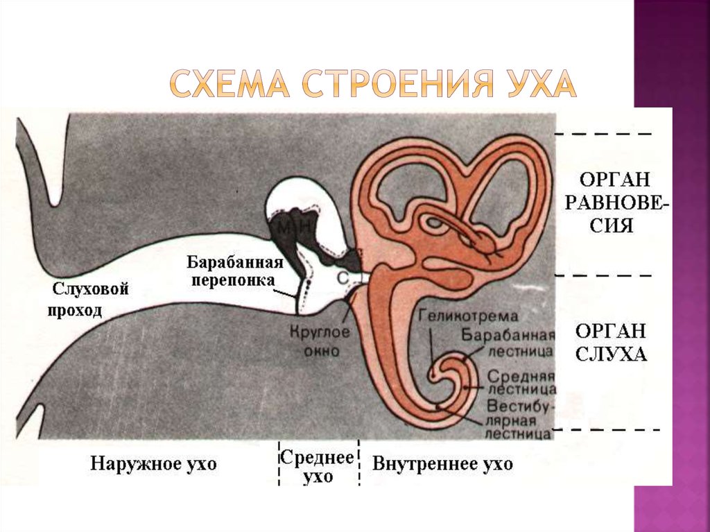 Строение уха кошки схема