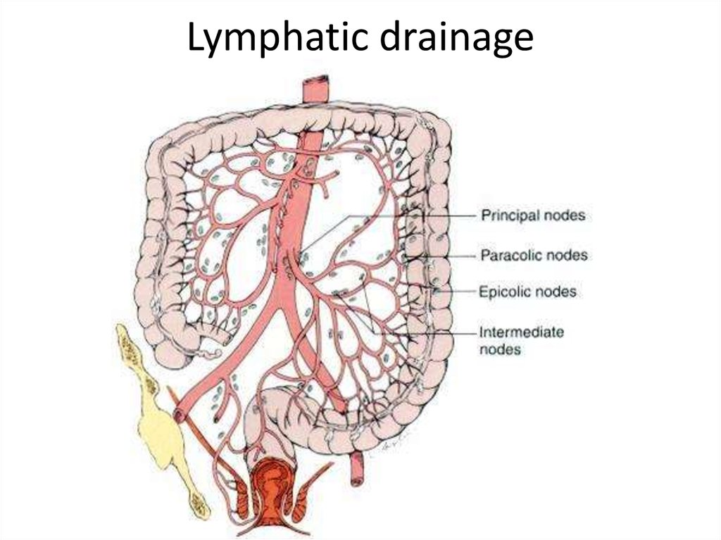 Артерии простаты. Лимфатическая система ободочной кишки. Лимфоотток сигмовидной кишки. Лимфоотток тонкой кишки схема. Отток лимфы от Толстого кишечника.