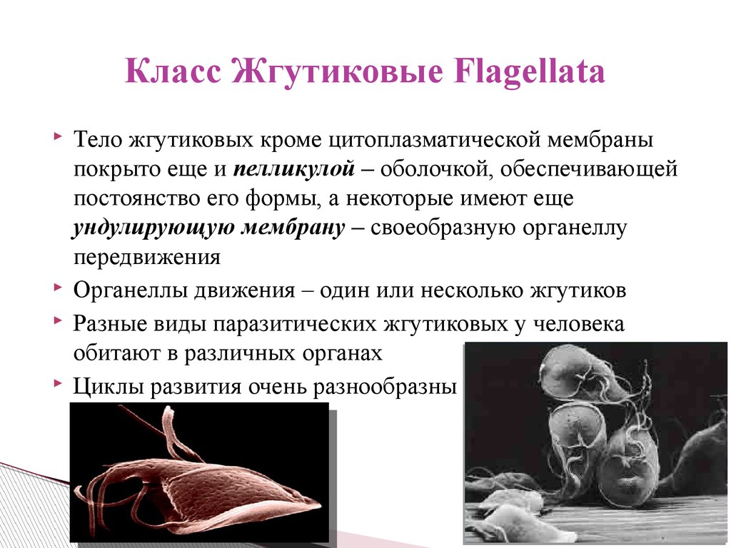 Жгутиковые. Класс жгутиковые flagellata. Характерные черты класса жгутиковые (flagellata).. Морфофизиологические особенности жгутиковых. Класс жгутиков.