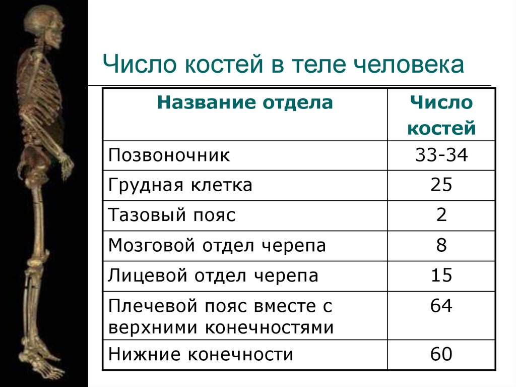 Кости в организме сколько