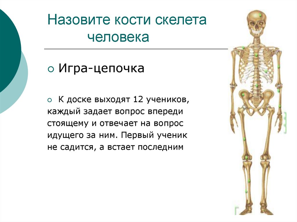 Сколько костей имеет. Кости скелета. Сколько костей у человека. Количество костей в скелете человека. Скелет с вопросом.