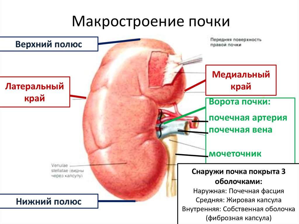 Укажите края почки. Строение почки края. Наружное строение почки анатомия. Строение почки латеральный край. Строение почки медиальный край.